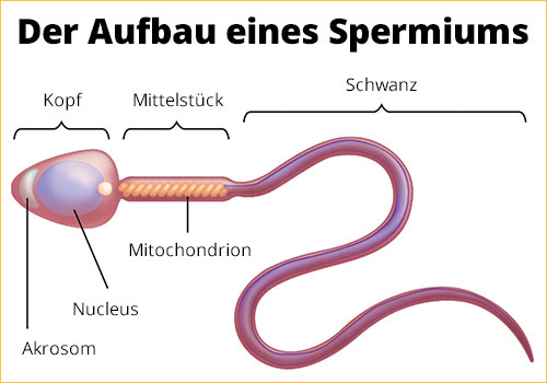 Aufbau des Spermiums